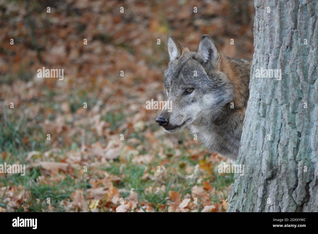 Wolf Behind Tree High Resolution Stock Photography and Images - Alamy