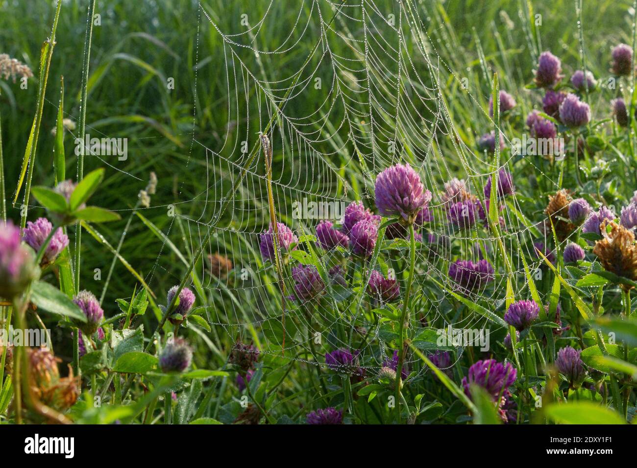 A summer morning full of small wonders. Clover in a web covered with dew Stock Photo