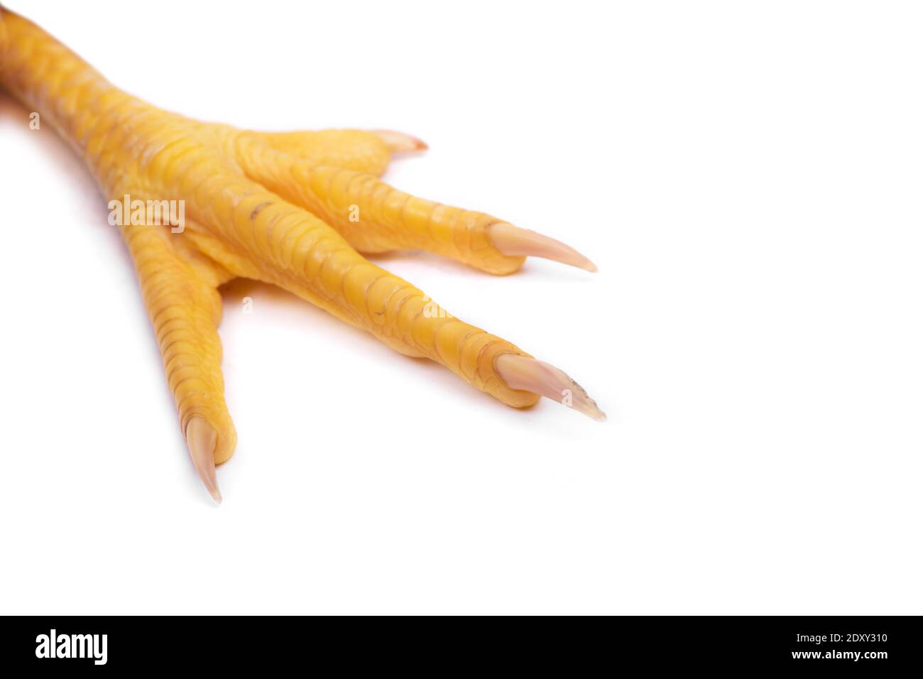 Fresh raw chicken feet or foot paw isolated on white background Stock Photo - Alamy