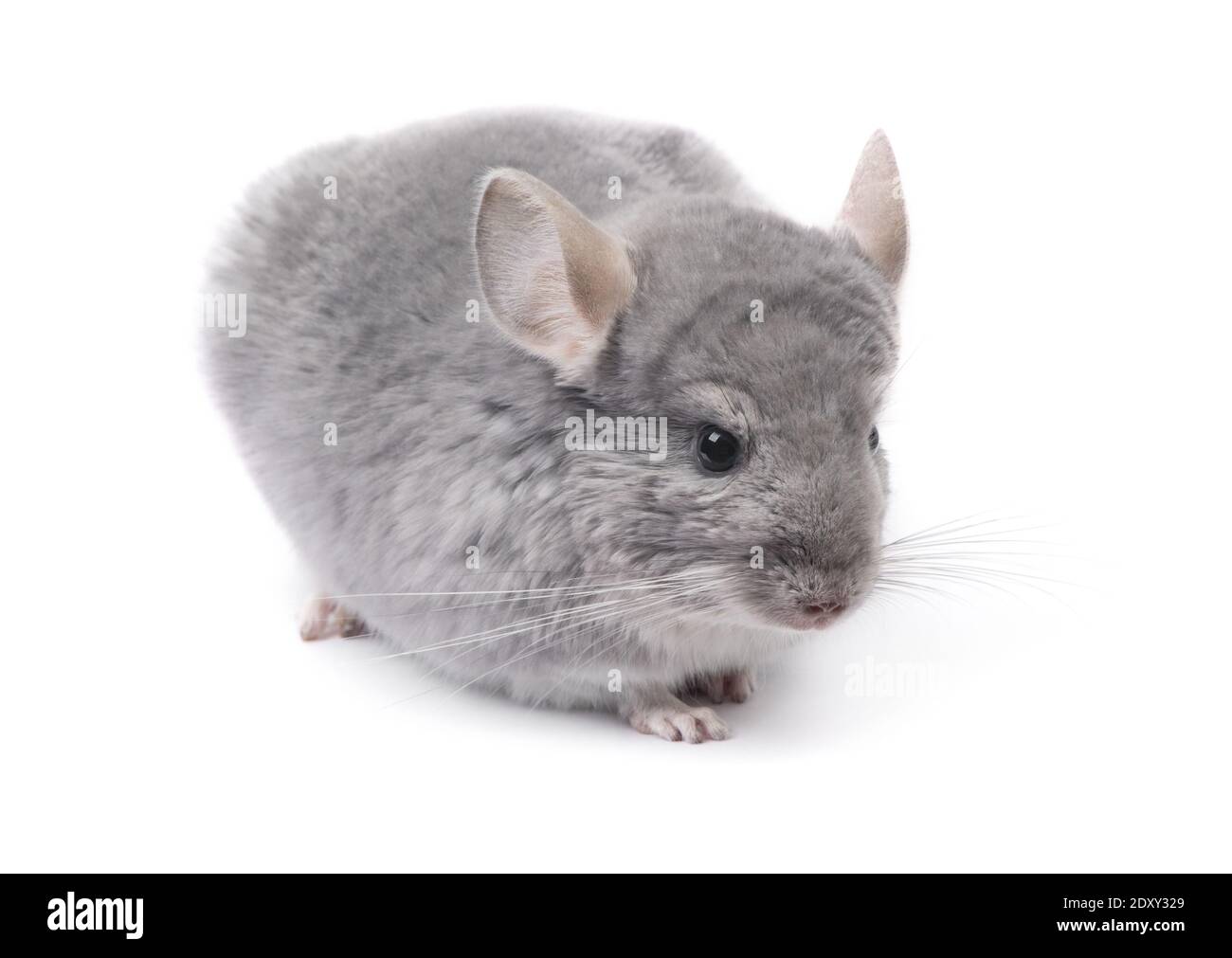 hinchilla at white background rare color Blue Diamond chinchilla