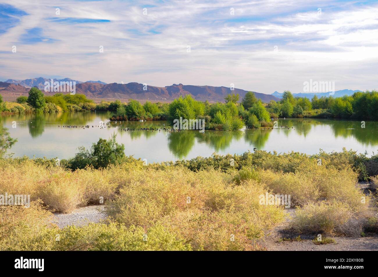 Birds of the Henderson Bird Viewing Preserve Stock Photo Alamy