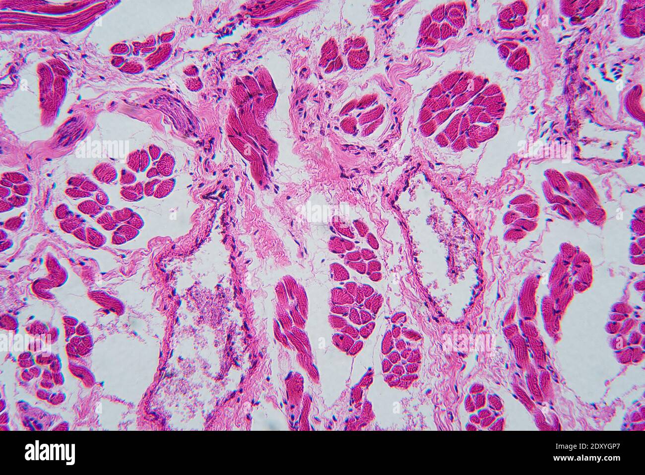 Full Frame Shot Of Tongue Tissues Stock Photo Alamy