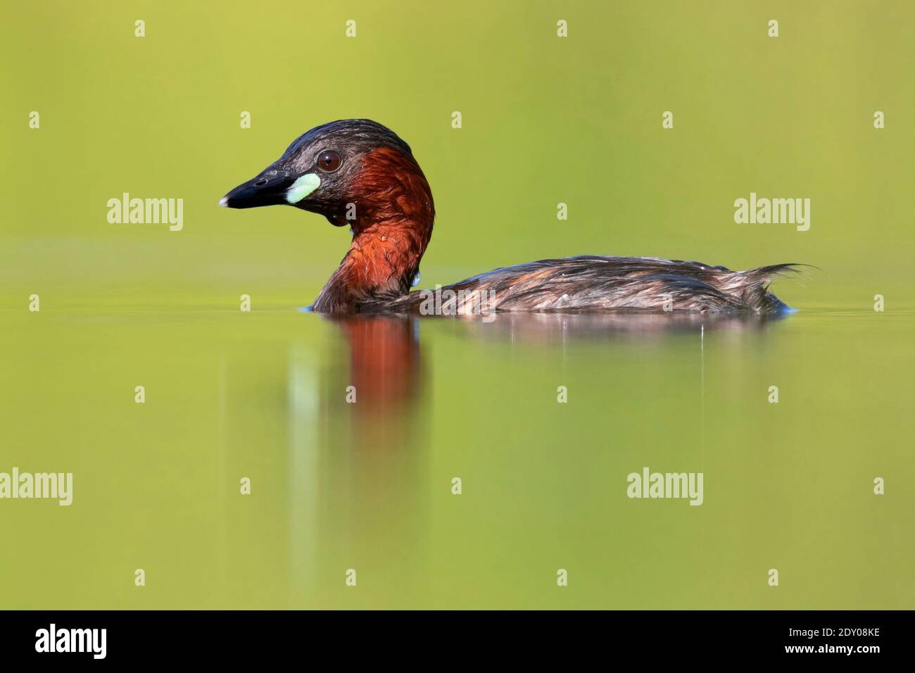 Little Grebe (Tachybaptus ruficollis), side view of an adult in the water, Campania, Italy Stock Photo
