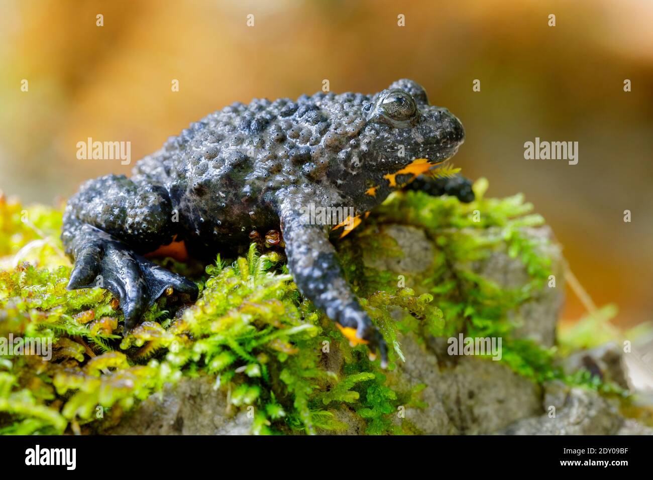 Apennine Yellow-bellied Toad (Bombina pachypus), side view of an adult on some moss, Campania, Italy Stock Photo