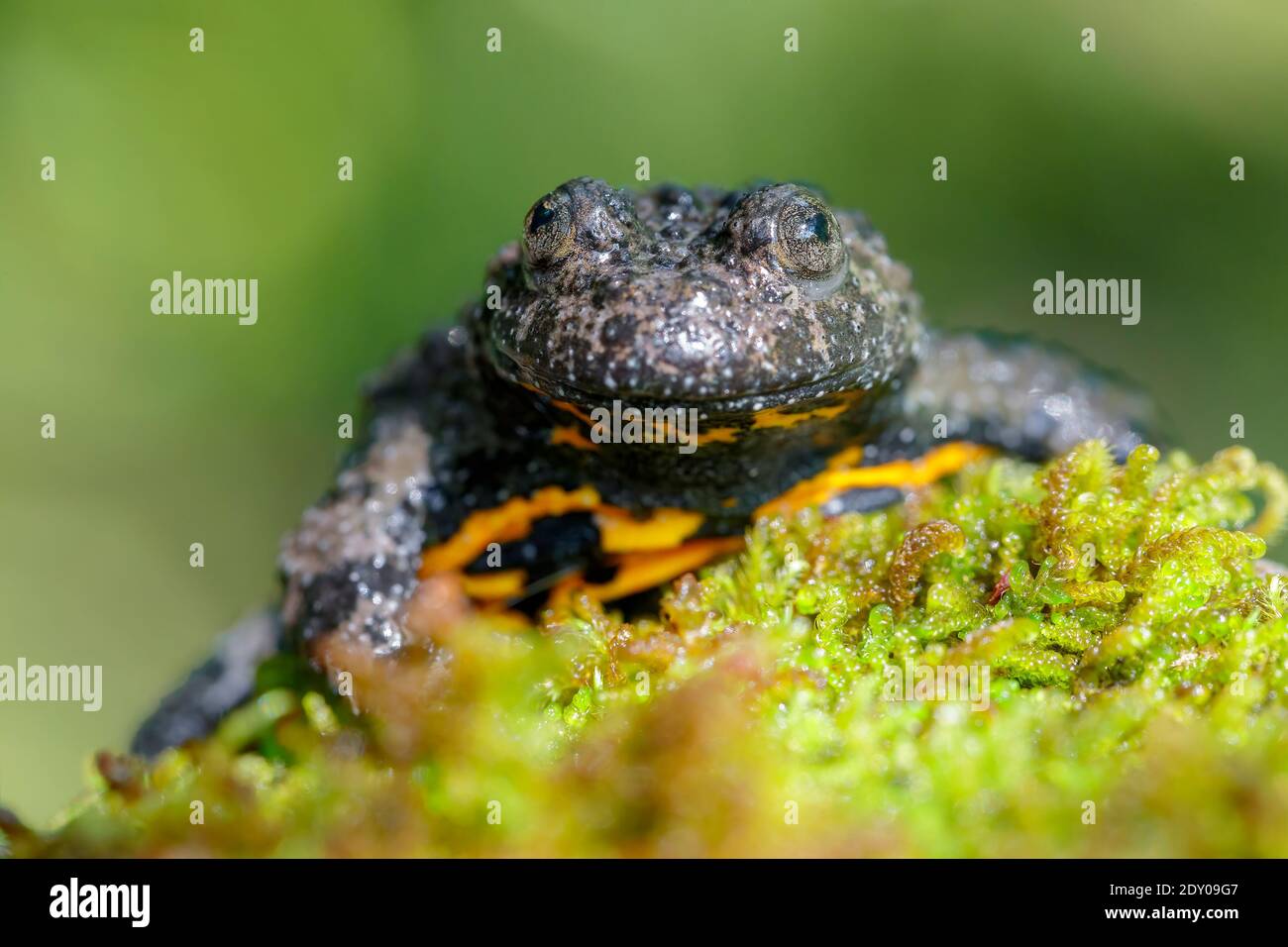 Apennine Yellow-bellied Toad (Bombina pachypus), front view of an adult on some moss, Campania, Italy Stock Photo