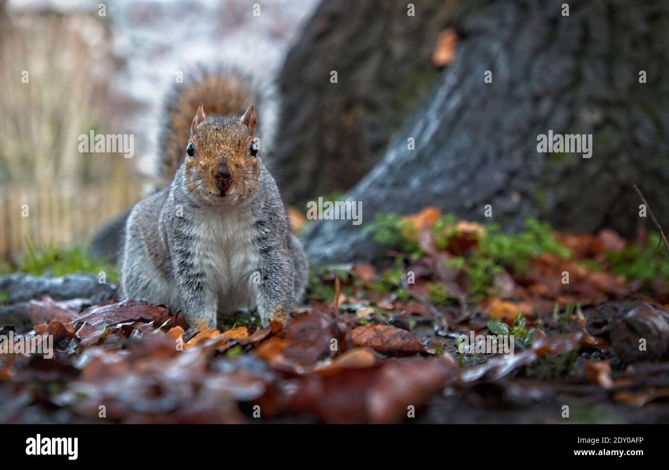 Inquisitive grey squirrel in autumn, with tree trunk in background and fallen leaves in foreground.  Taken close up at ground level Stock Photo