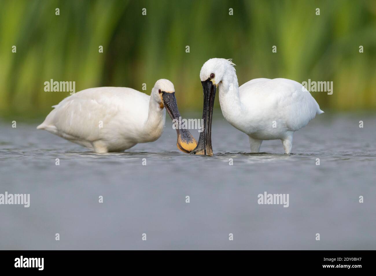 Eurasian Spoonbill (Platalea leucorodia), two immatures looking for food in the water, Campania, Italy Stock Photo