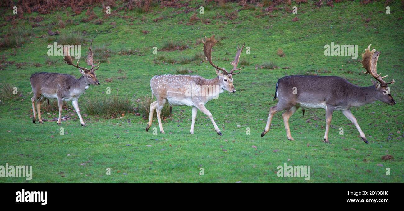 Three fallow deer stags with large antlers and different colour coats walk in procession at Knole Park National Trust property in Sevenoaks Kent UK Stock Photo