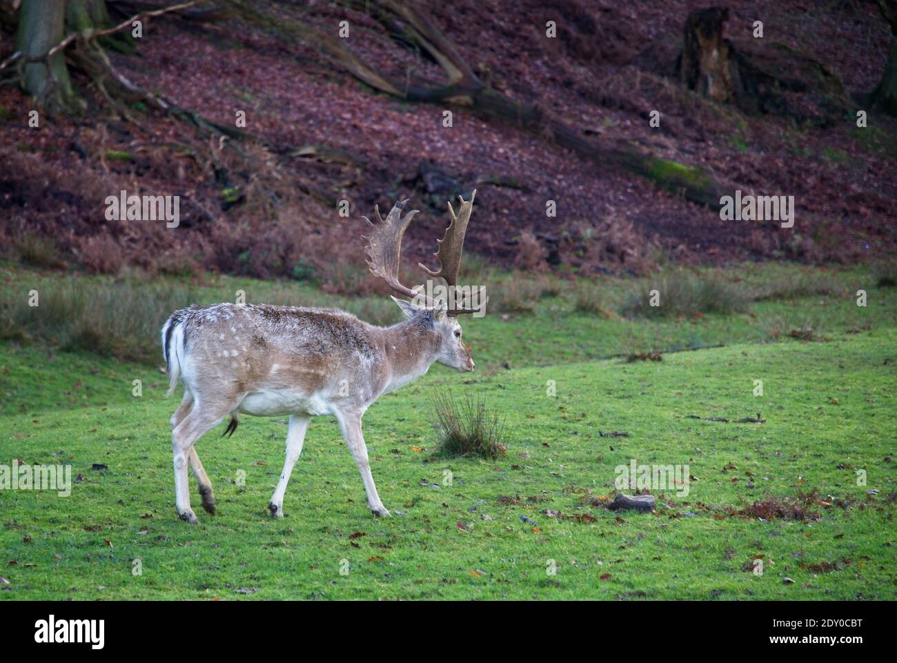 A fallow deer stag with impressive antlers walking at Knole Park, a National Trust property in Kent UK. Stock Photo