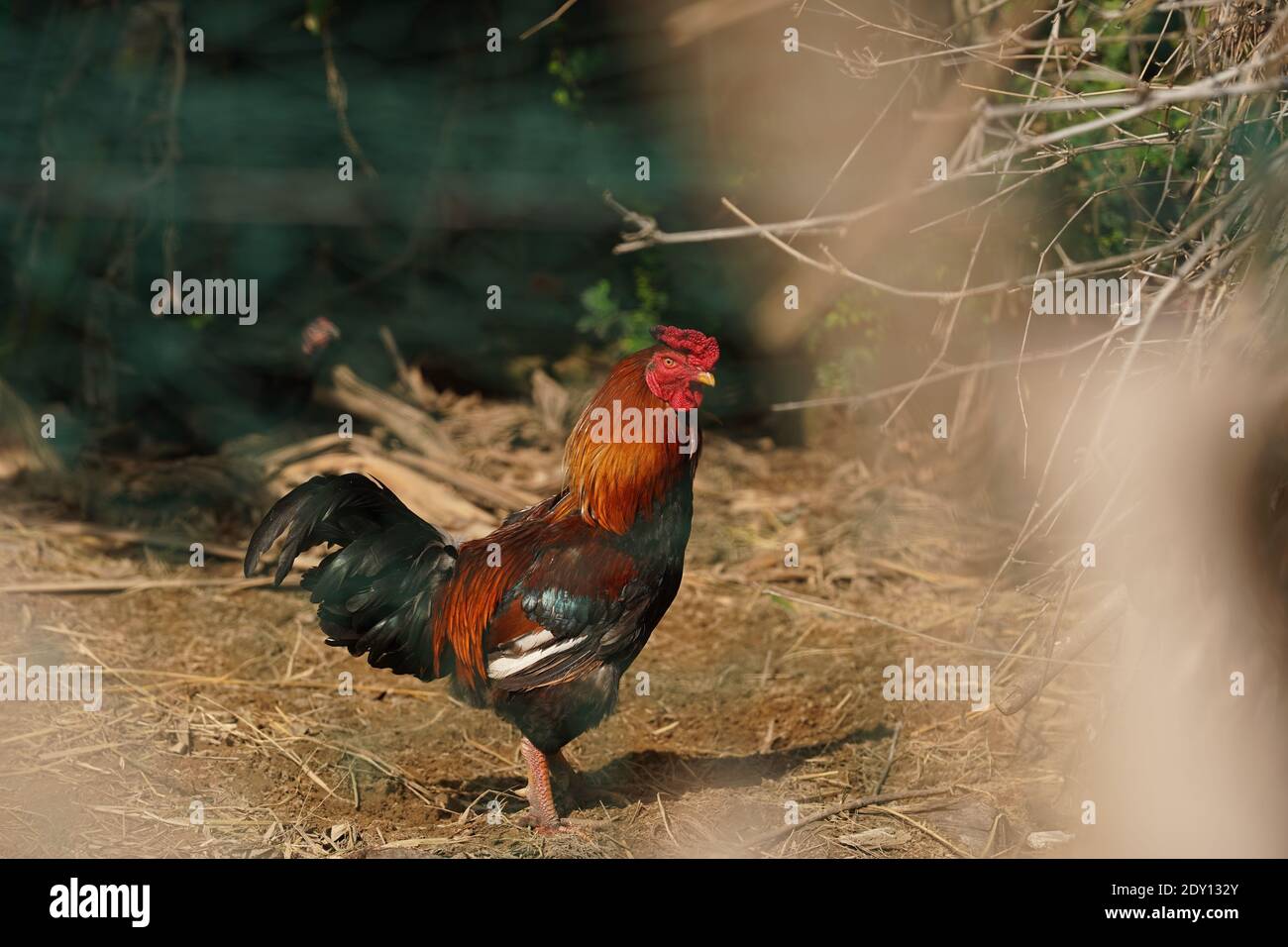 Page 3 Cockerell High Resolution Stock Photography And Images Alamy