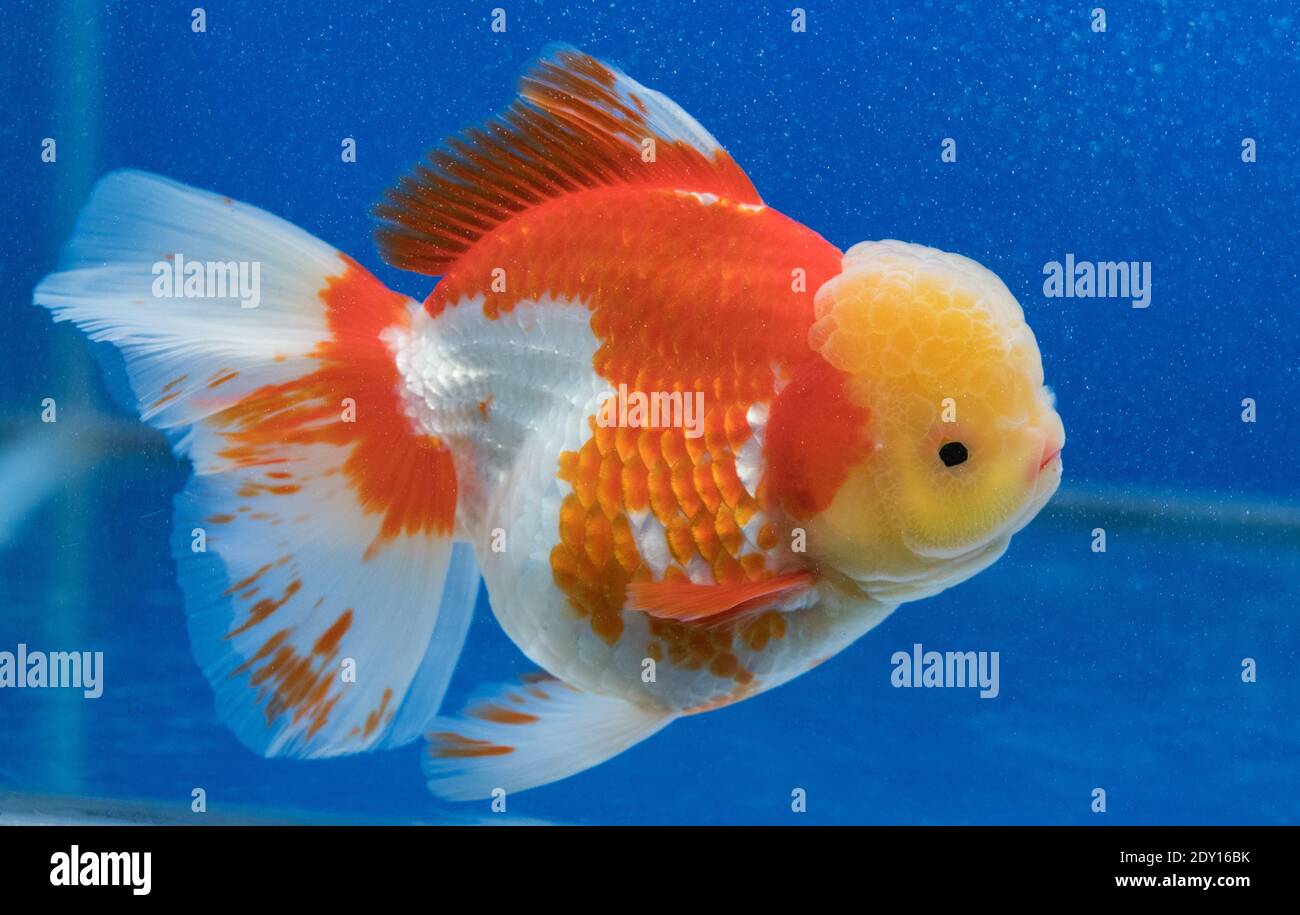 oranda fish tank