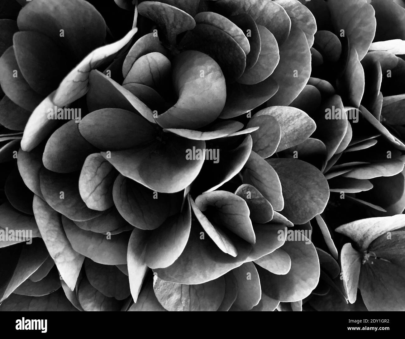 Dahlia close Black and White Stock Photos & Images - Alamy