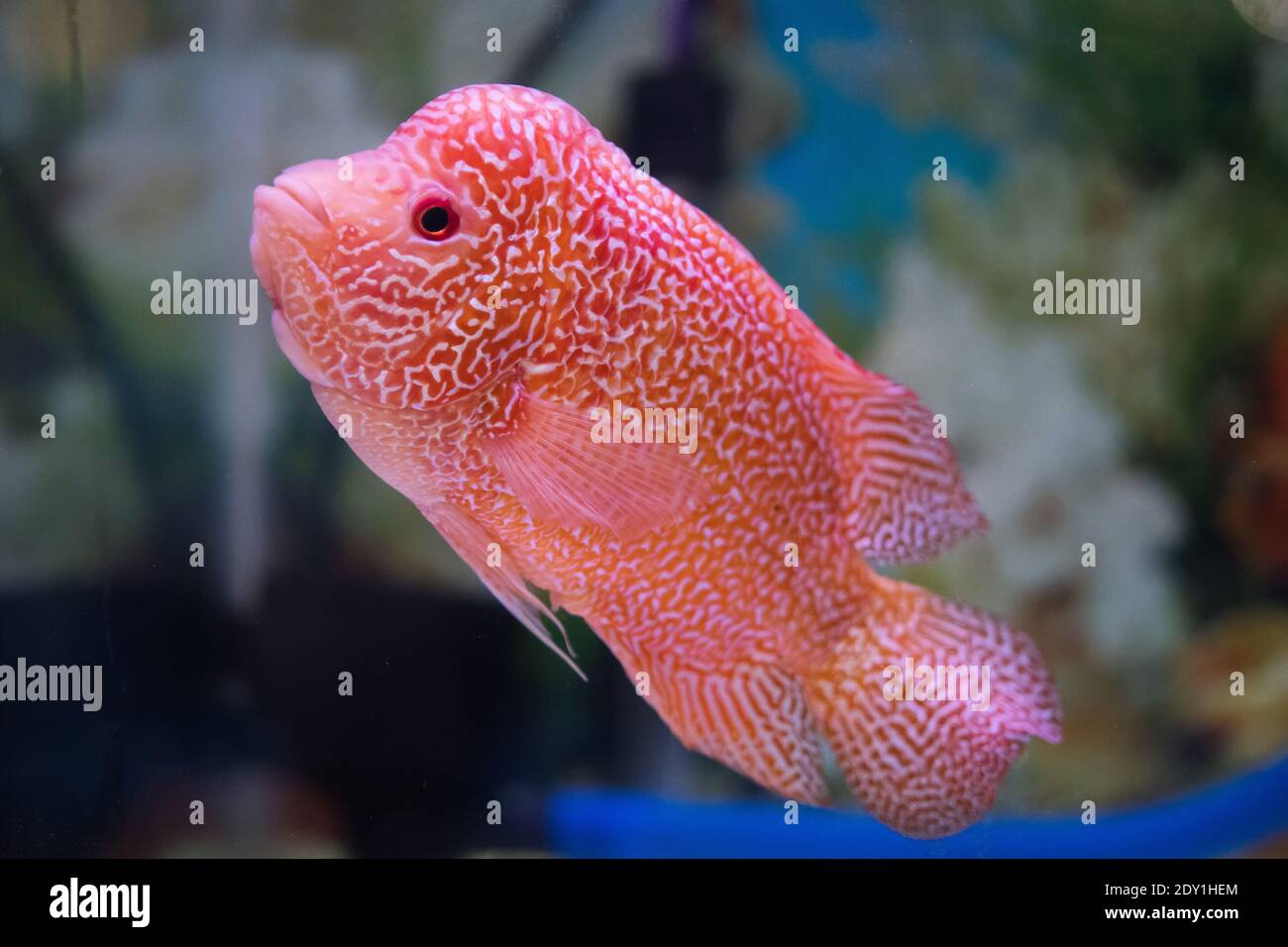 Beautiful Flowerhorn Cichlid Fish In Freshwater Tank Aquarium Stock Photo Alamy
