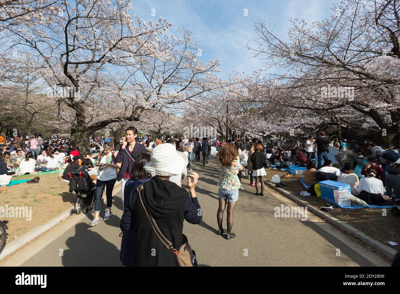 Japan Tokyo Visitors have a cherry blossom, or Sakura viewing picnic in ...