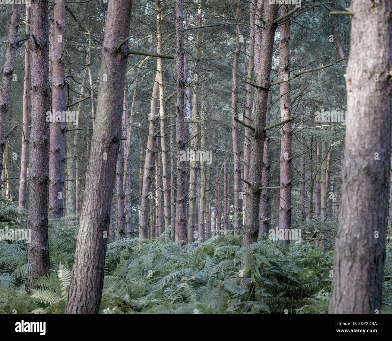 Trees In Forest Stock Photo