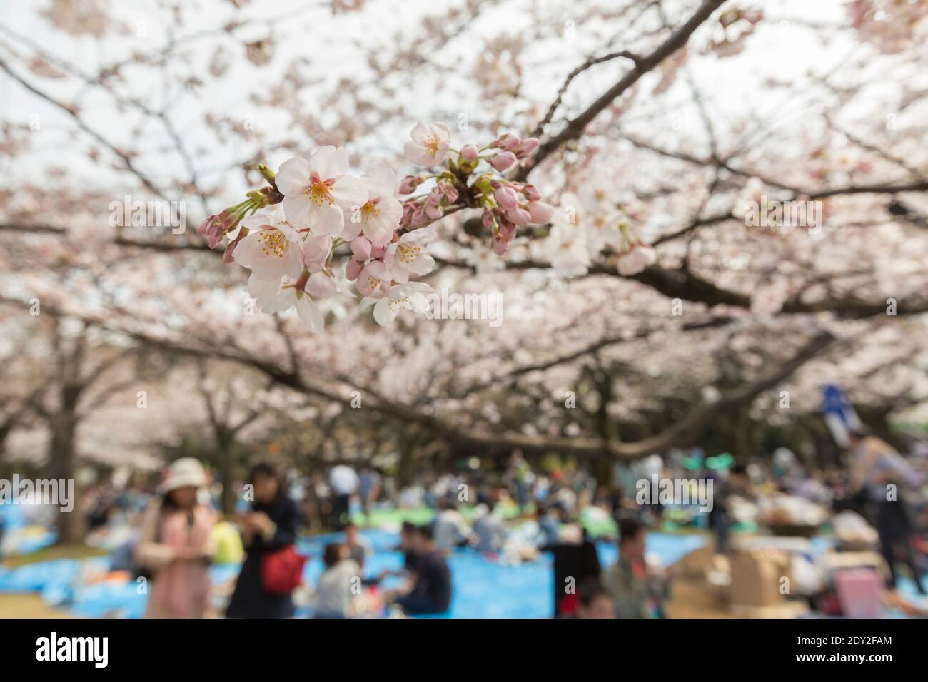 Japan Tokyo Visitors have a cherry blossom, or Sakura viewing picnic in