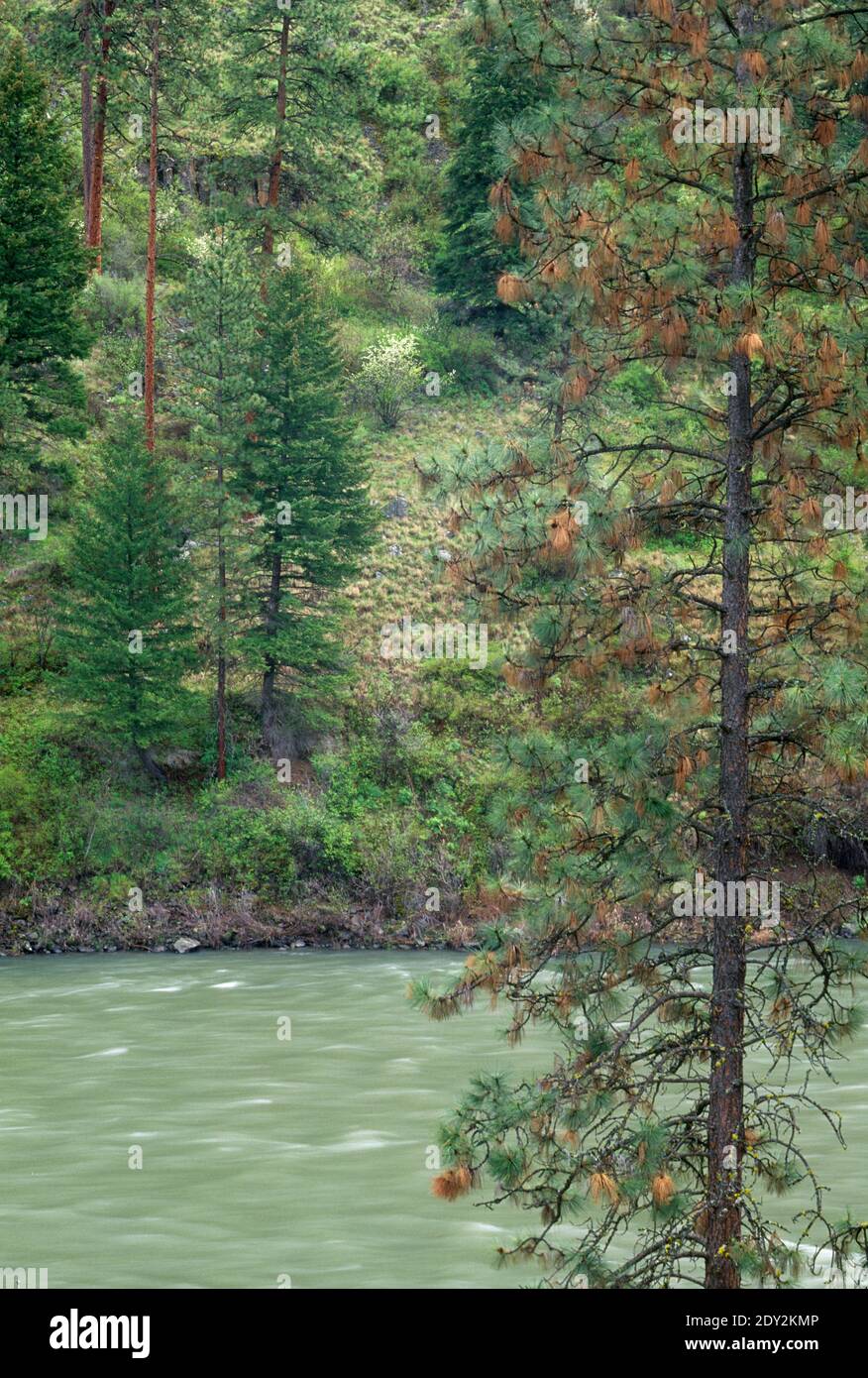 Grande Ronde River above Troy, Grande Ronde Wild and Scenic River