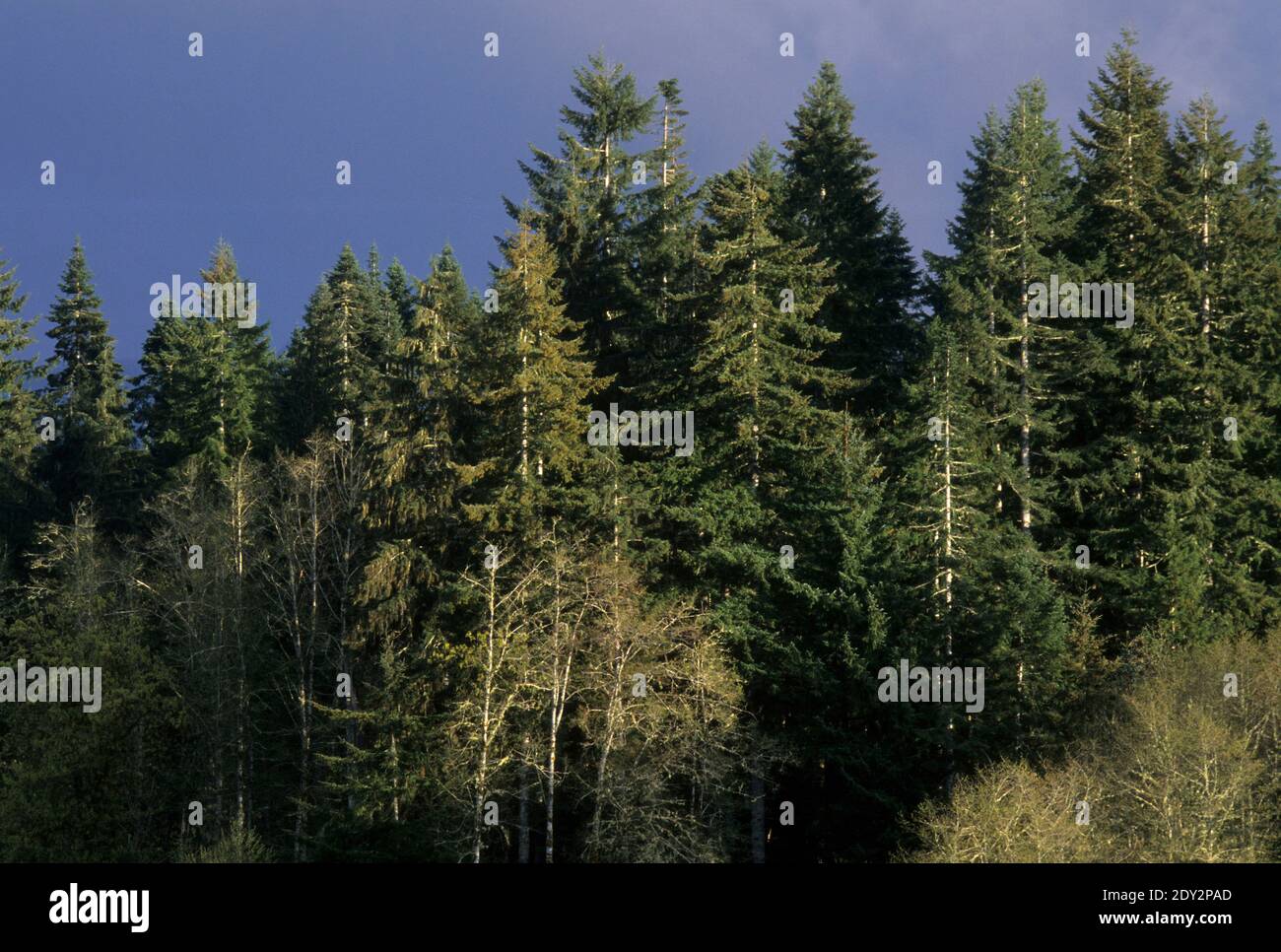 Douglas fir forest, Jewell Meadows Wildlife Area, Oregon Stock Photo