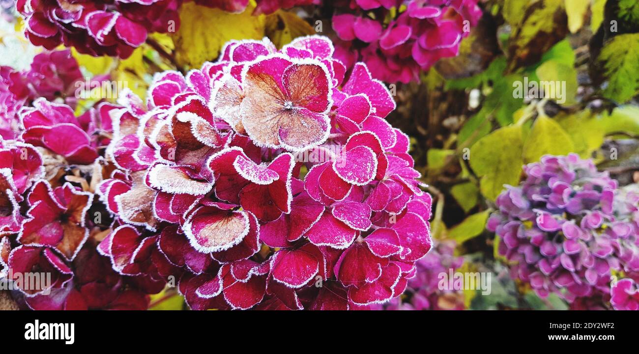 Close-up Of Pink Hydrangea Flowers Stock Photo
