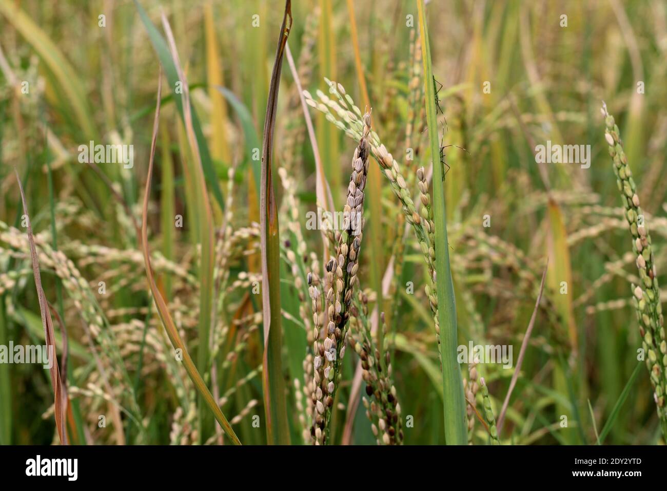 Two mature paddy spikes in the paddy field,one of them has good seeds well as bad seeds Stock Photo