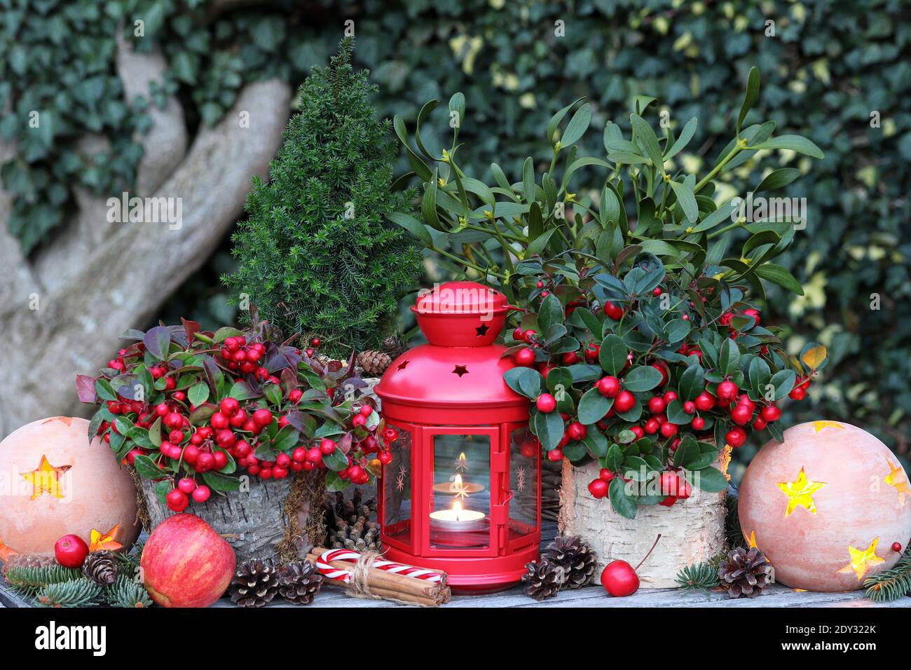 christmas decoration with gaultheria procumbens and red lantern Stock Photo