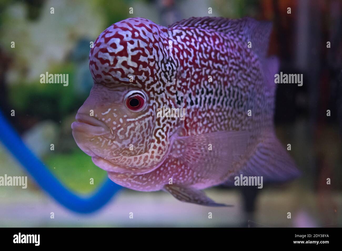 Flowerhorn cichlid fish hi-res stock photography and images - Alamy