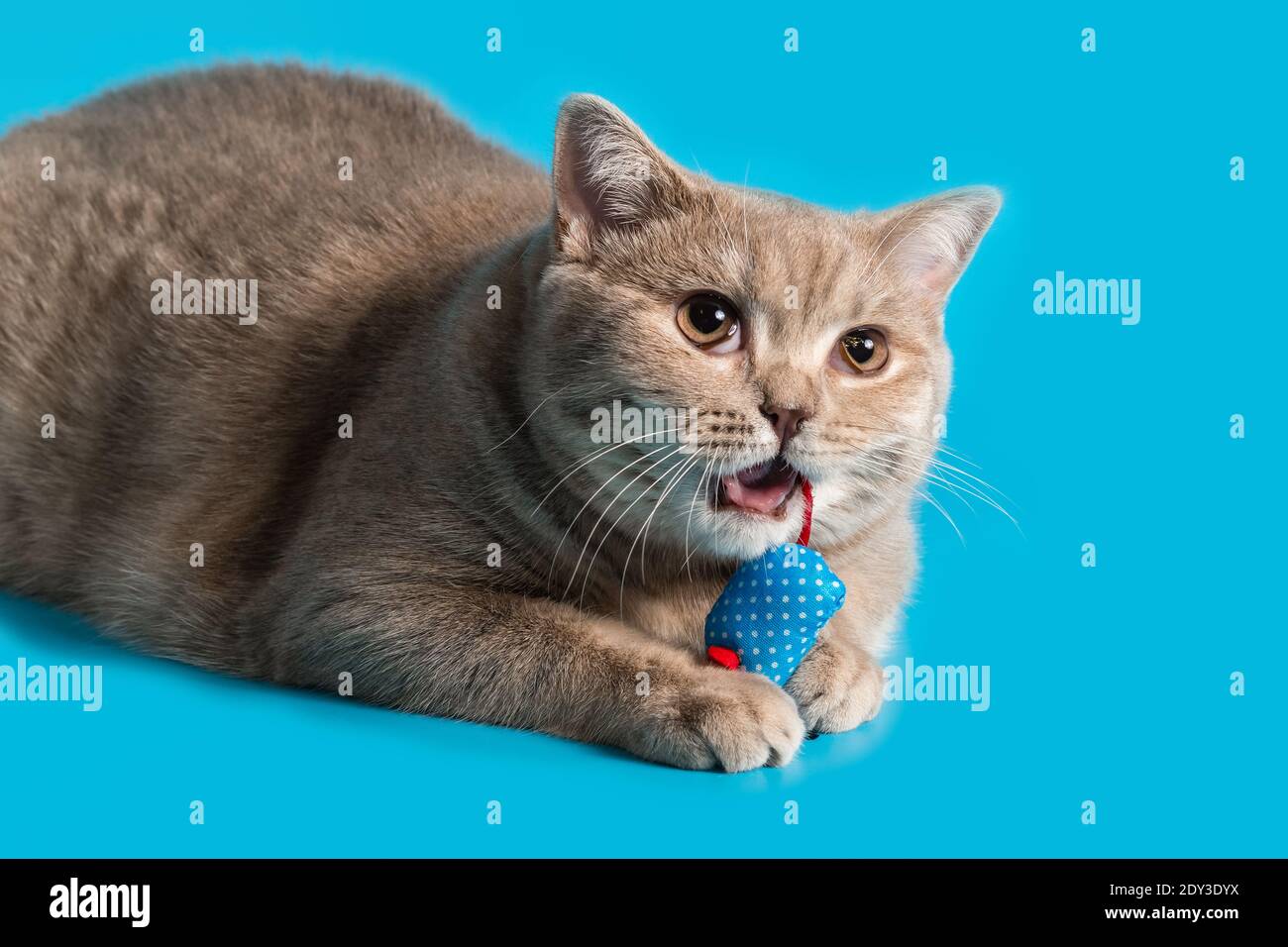 a peach-colored british shorthair cat holds a blue rag mouse toy in its paws and nibbles on a red tail Stock Photo