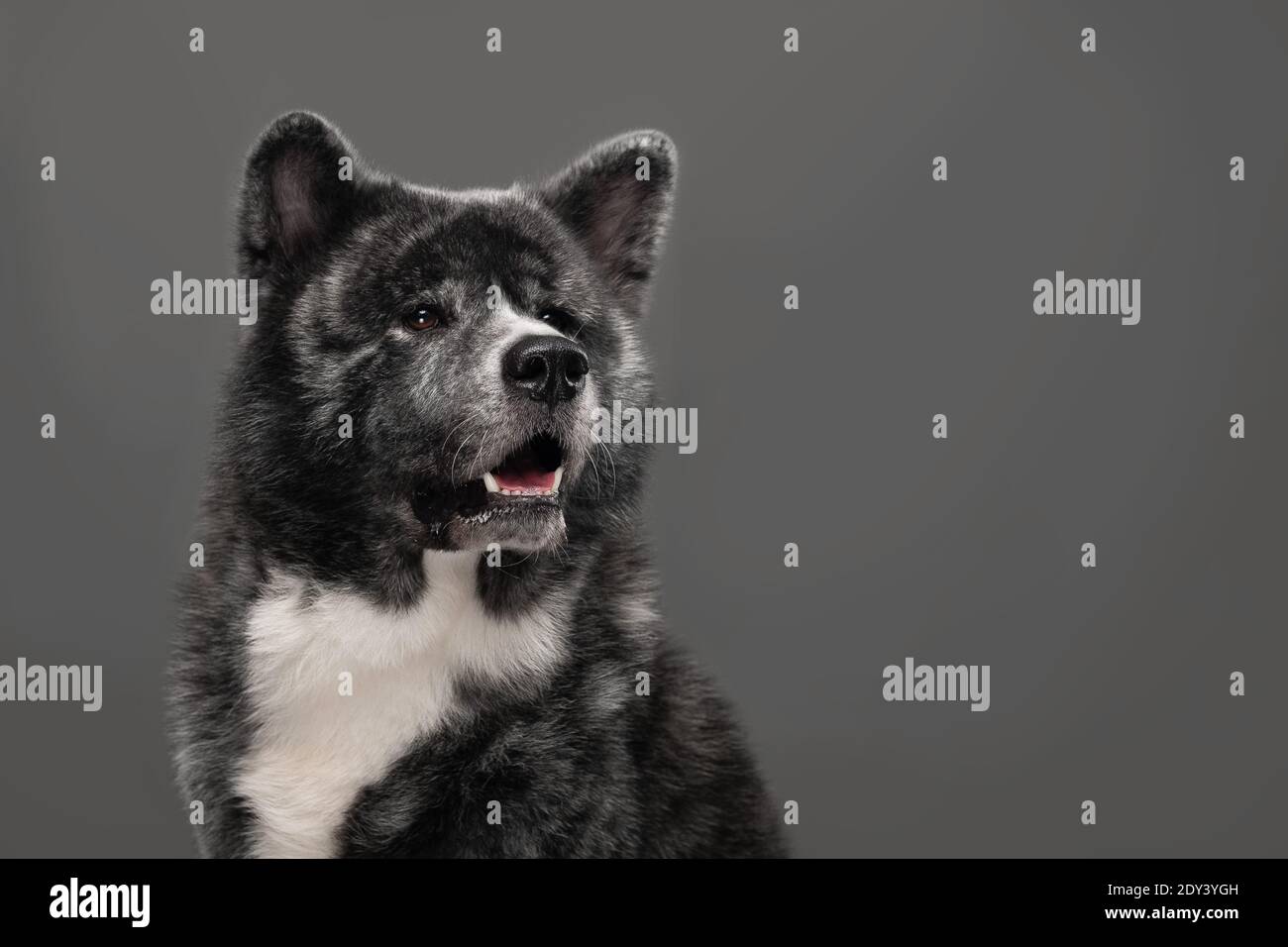 tiger american akita inu big boy Stock Photo