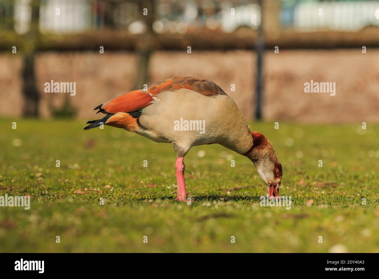 Egyptian goose eating on green grass during the day in the sunshine. Water bird with brown feathers on the body and black on the tail Stock Photo