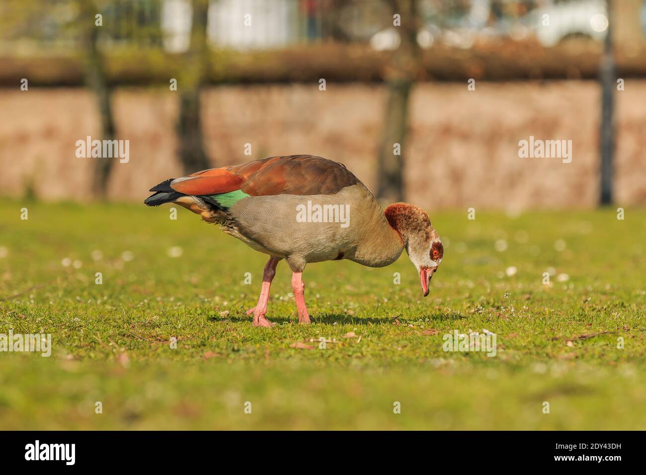 Egyptian goose with bowed head on green grass during the day in the sunshine. Water bird with brown feathers on the body and black and green on the ta Stock Photo