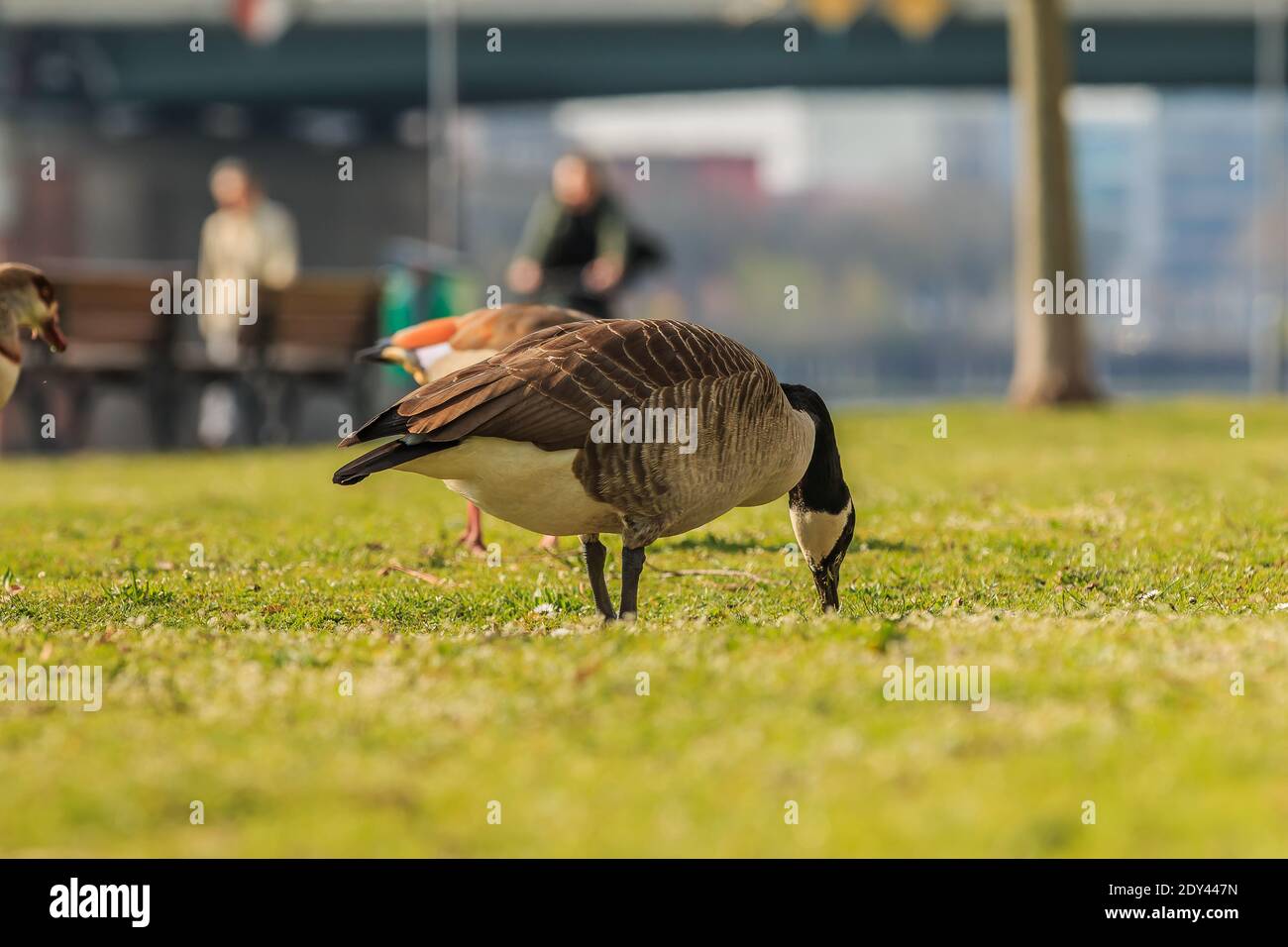 Canadian goose feather best sale