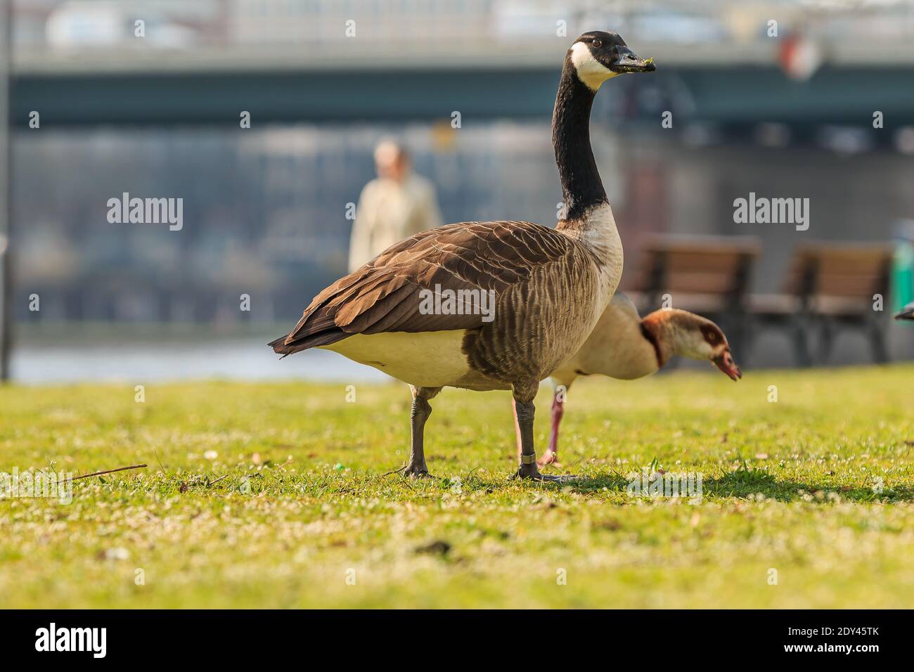Canada goose water bird runs on a green meadow in the sunshine and eats grass. Brown and white plumage with a stretched head. Black feathers on the ne Stock Photo