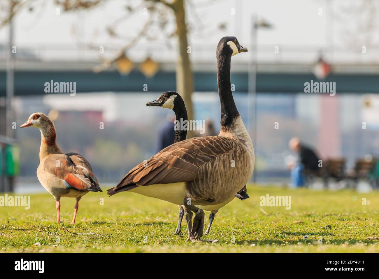 Two Canada Geese run on a green meadow in the spring sunshine. Brown and white plumage with a bowed head. Black feathers on the neck. Egyptian goose Stock Photo