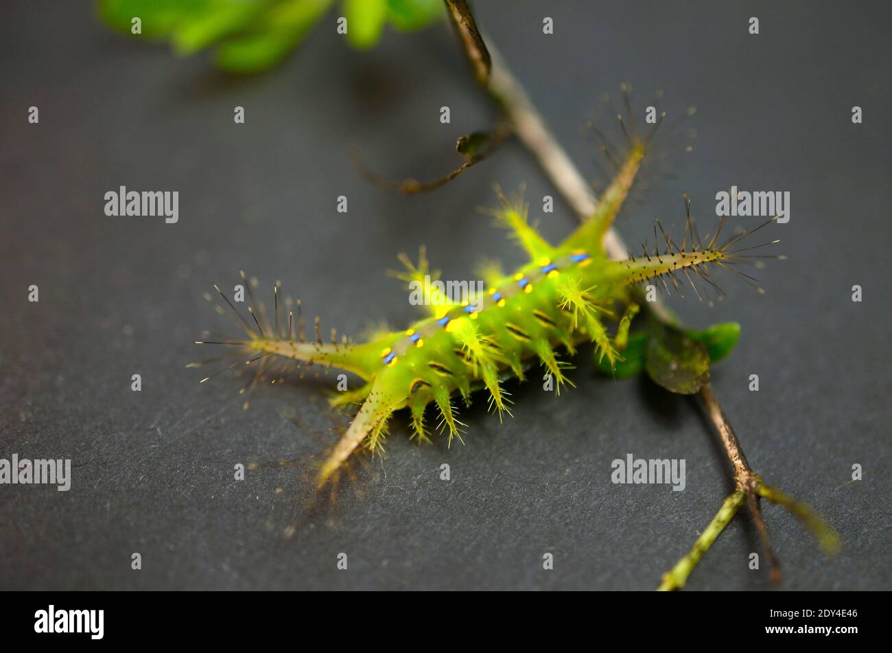 Slug+caterpillar hi-res stock photography and images - Alamy