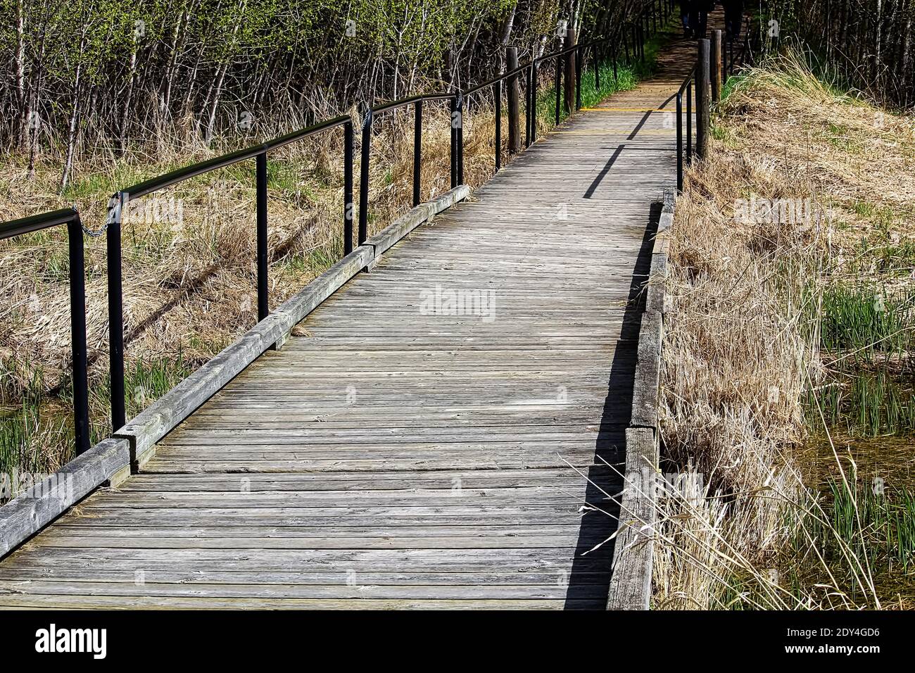 Boardwalk raised wooden walkway through hires stock photography and