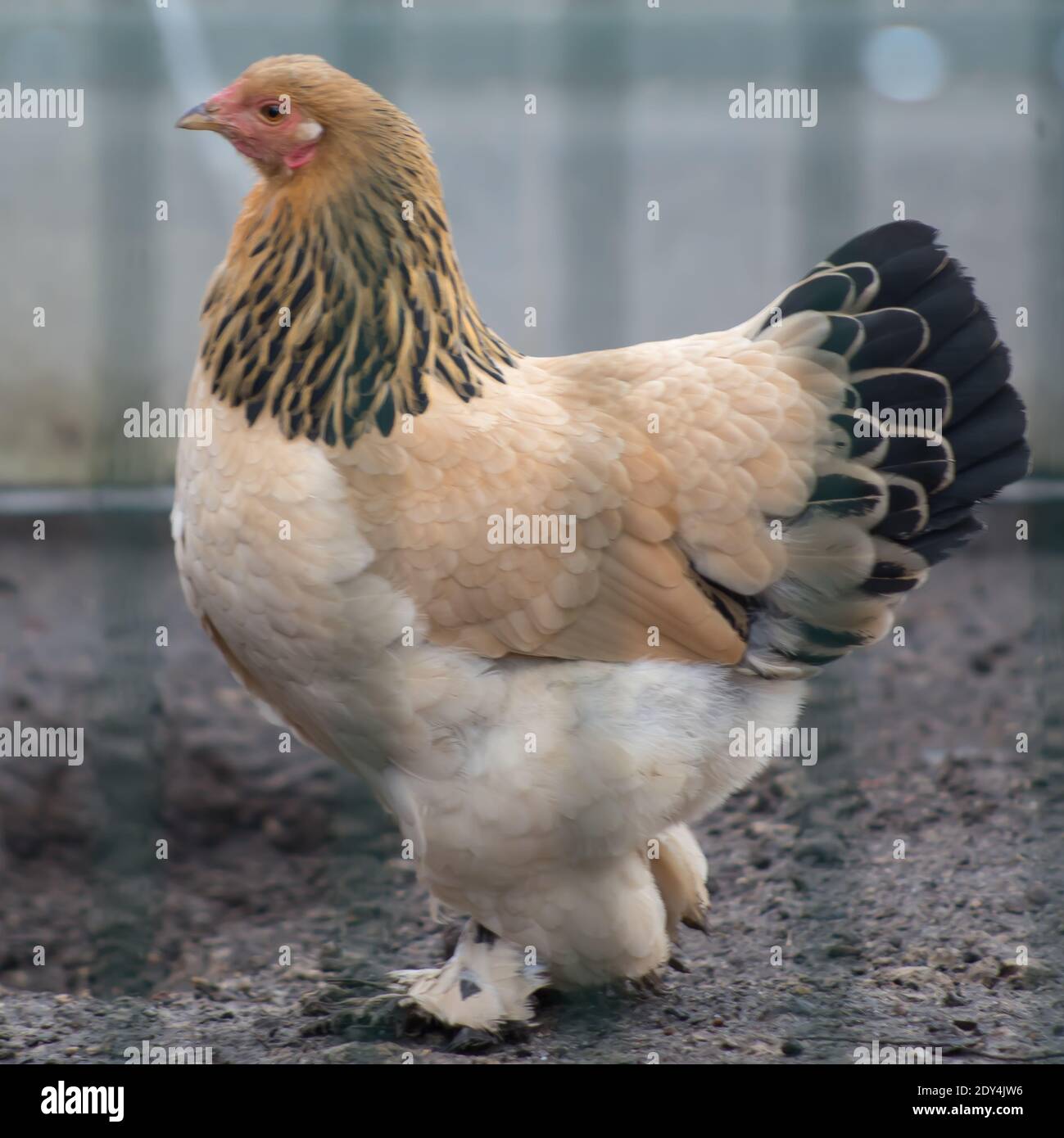 Stock photo of Light brahma hen and rooster, France.. Available