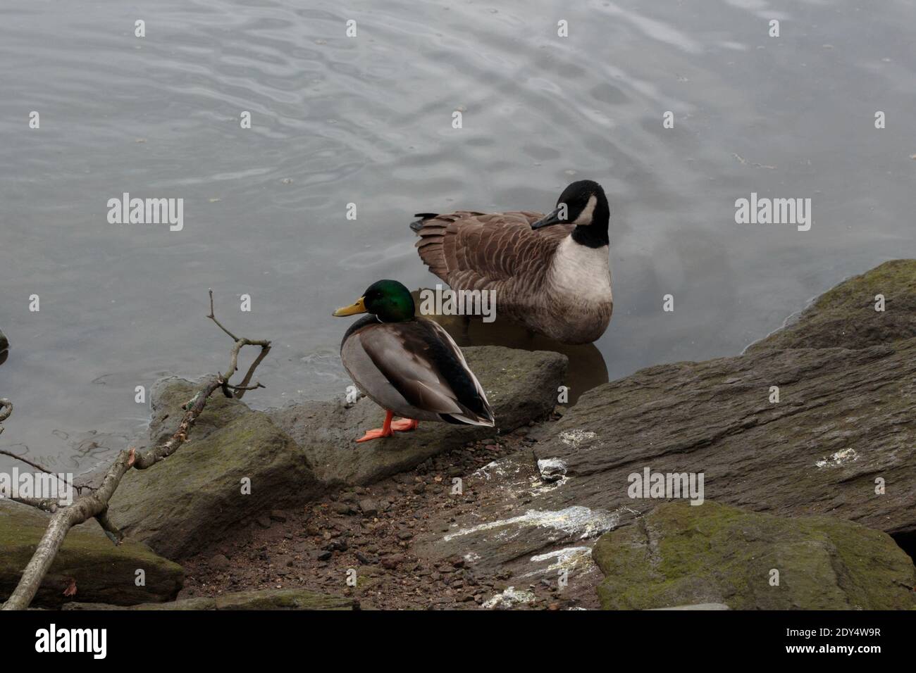 a mallard duck and a canadian goose sitting together on a rock on the shore of the salt marsh in Spuyten Duyvil Creek Stock Photo