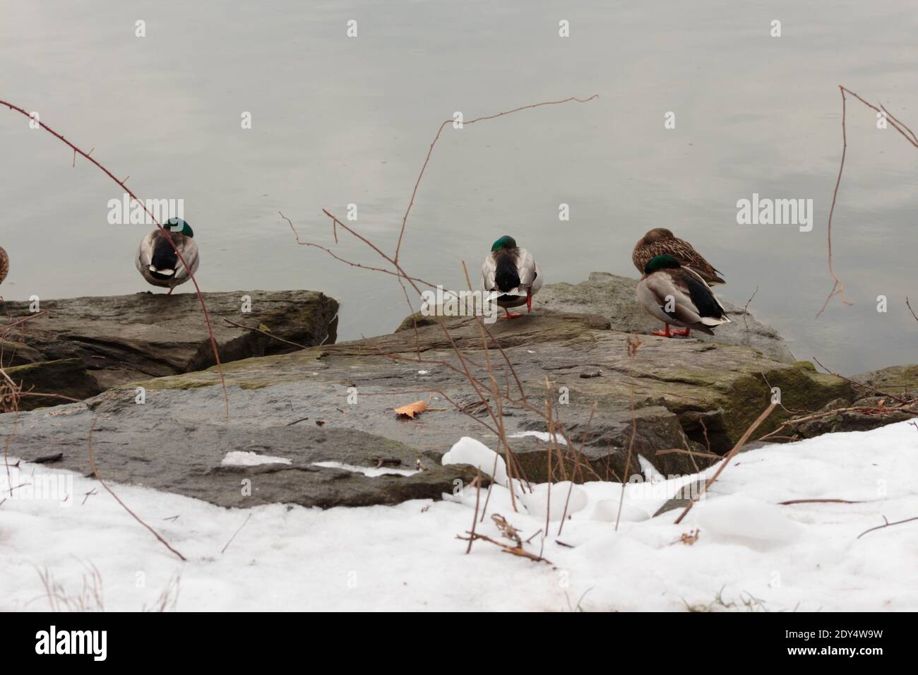 backside of a group of mallard ducks sitting on rocks in the salt marsh of Spuyten Duyvil Creek in winter with their heads tucked into their bodies Stock Photo