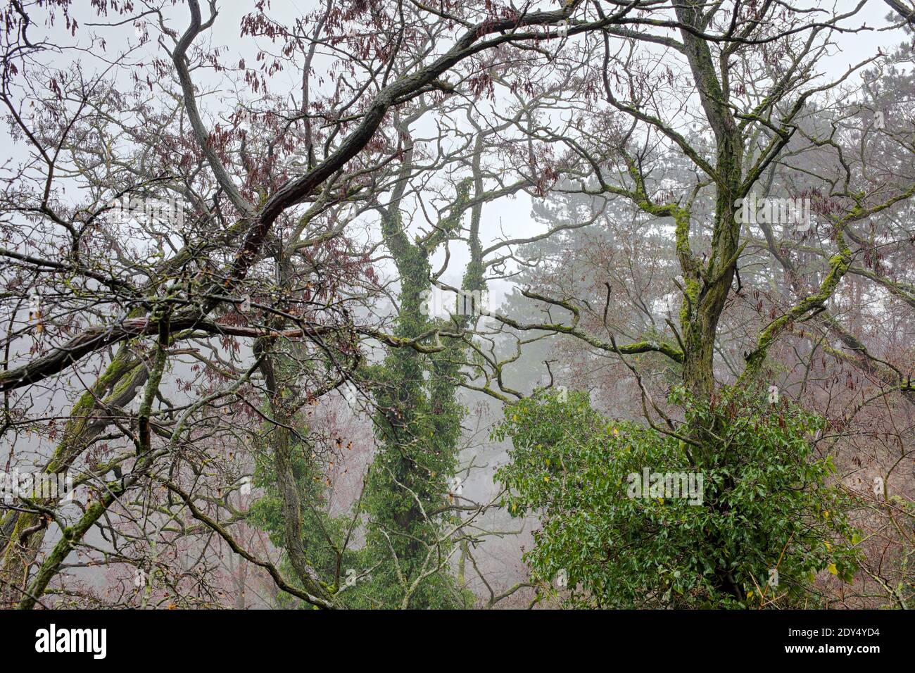 Trees of a primeval forest around Haluzice Gorge (Haluzicka Tiesnava) in Slovakia Stock Photo