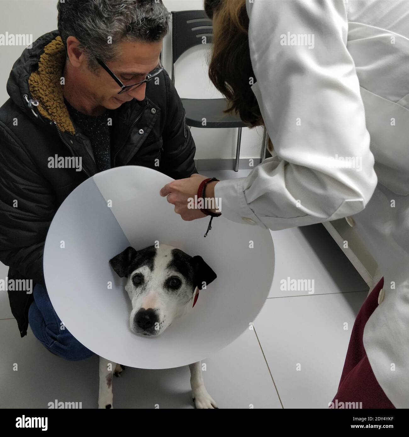 putting cone on dog