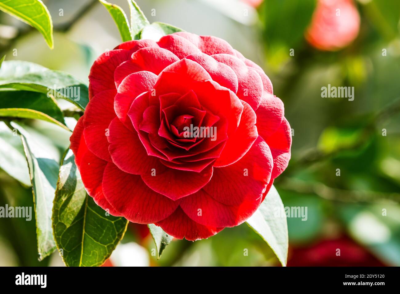 A red rose shrub in the sunshine. Detail shot of an open flower in a wild garden. Single flower on a shrub with green leaves in spring Stock Photo