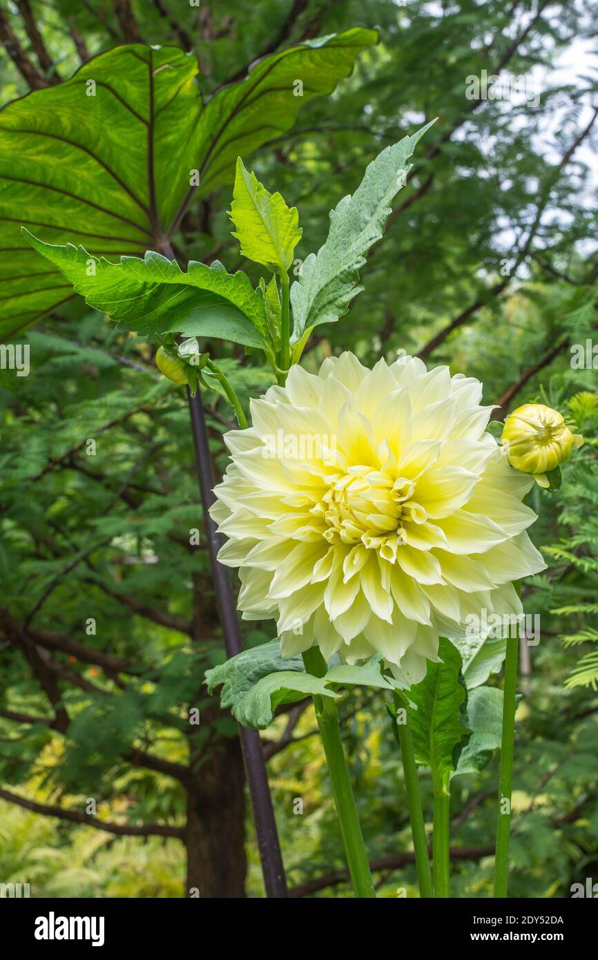 The large, yellow or creamy white blooms of a dahlia are surrounded by their serrated leaves. The focus is on the beautiful bloom. Botanical garden in Stock Photo