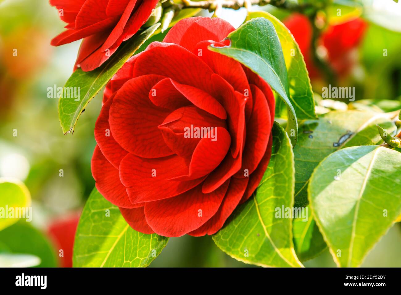 A large red rose on a rosebush in the sunshine. Detail shot of an open flower in a wild garden. Single flower on a shrub with green leaves in spring Stock Photo