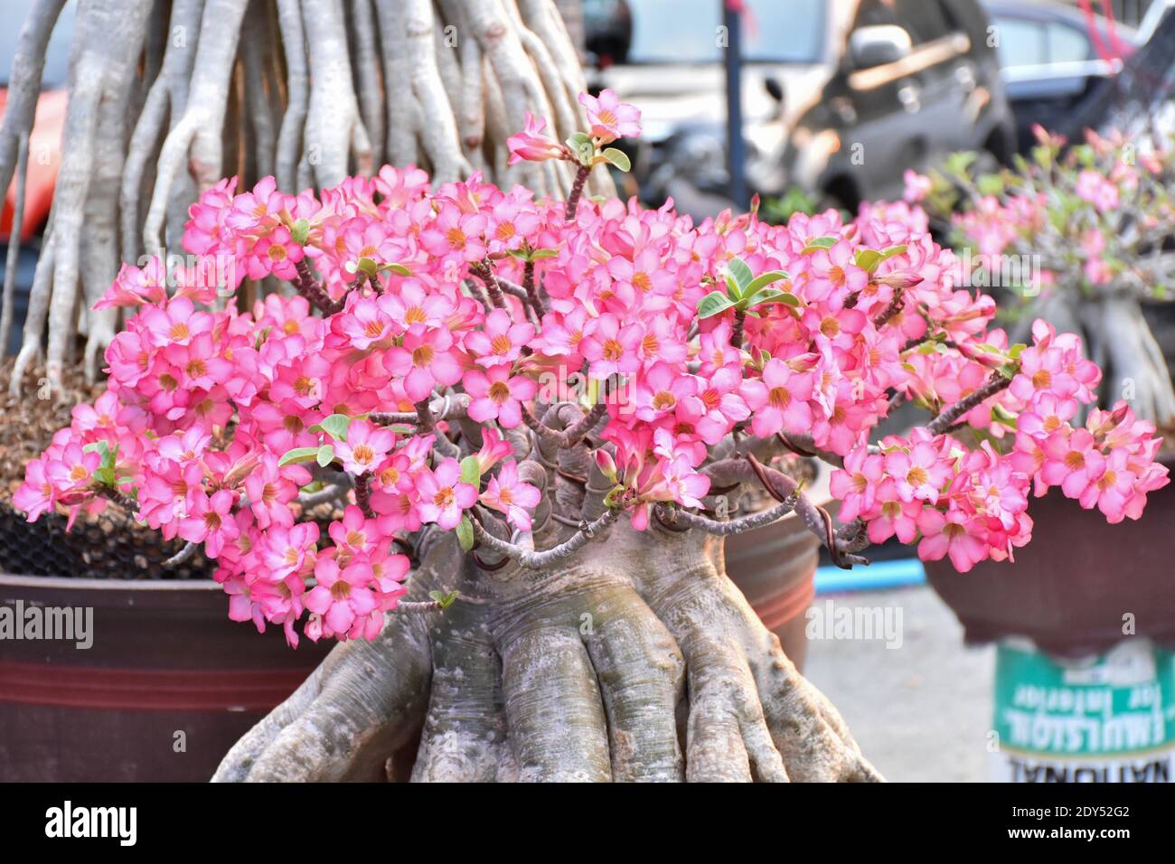 Desert Rose Adenium Pot High Resolution Stock Photography and Images ...