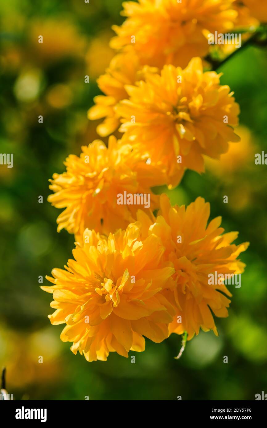 several yellow flowers on a flower bush. Japanese ranunculus in the sunshine. Detail shot of Japanese flower with open flowers in a wild garden. Sever Stock Photo