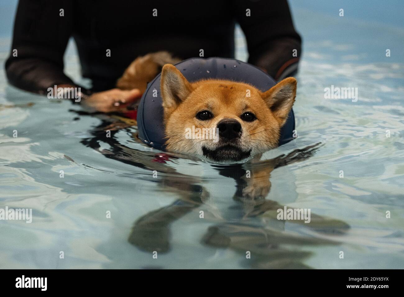 swimming in the pool redhead shiba inu Stock Photo