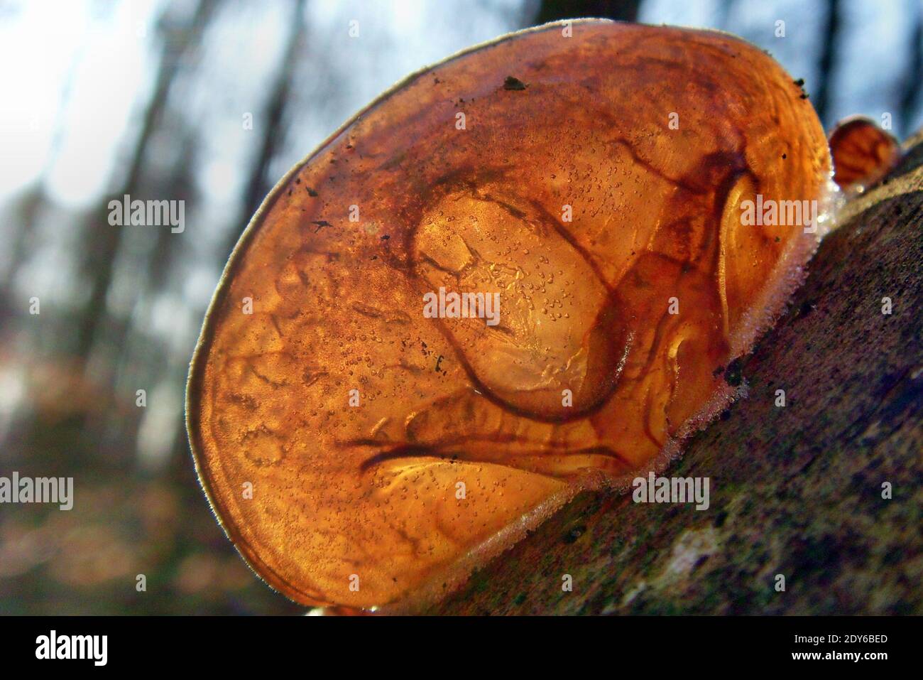 Close-up Of A Tree Fungus Stock Photo