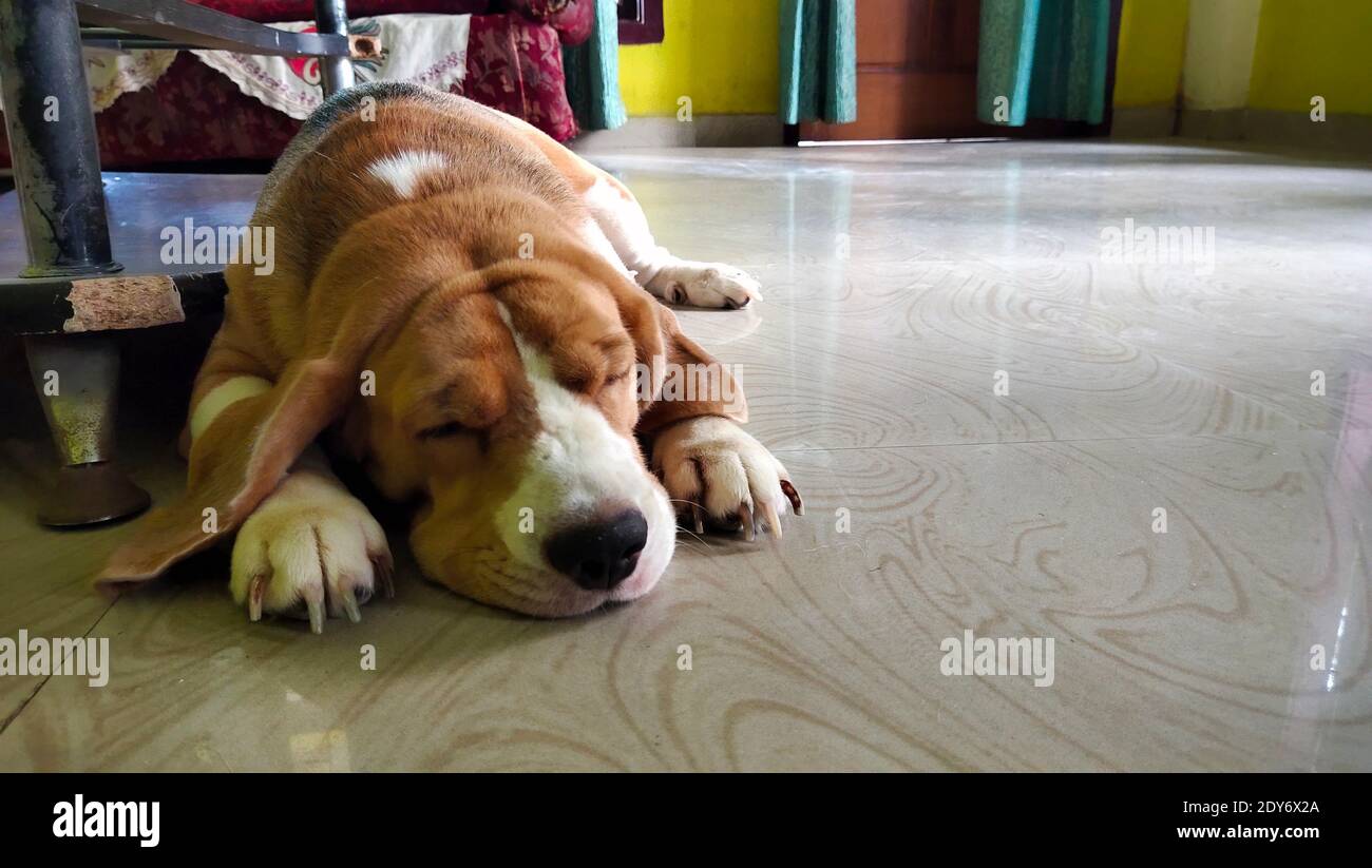 Dog Sleeping On Floor At Home Stock Photo Alamy