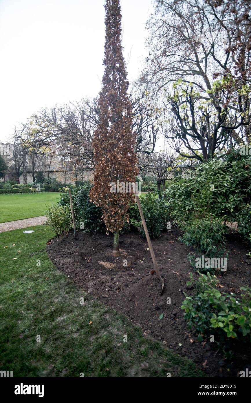 The tree called 'of the Prime Minister' planted - as is the republican tradition - by French Prime Minister Manuel Valls in the gardens of his headquarters Hotel de Matignon in Paris, France on December 16, 2014. The tree, chosen by the Prime Minister, is an oak of the species 'Quercus robur fastigiata' and is located on the front lawn. The tradition of planting a tree at the PM's headquarters was introduced by the late Prime Minister Raymond Barre in 1978. Photo Pool by Nicolas Messyasz/ABACAPRESS.COM Stock Photo