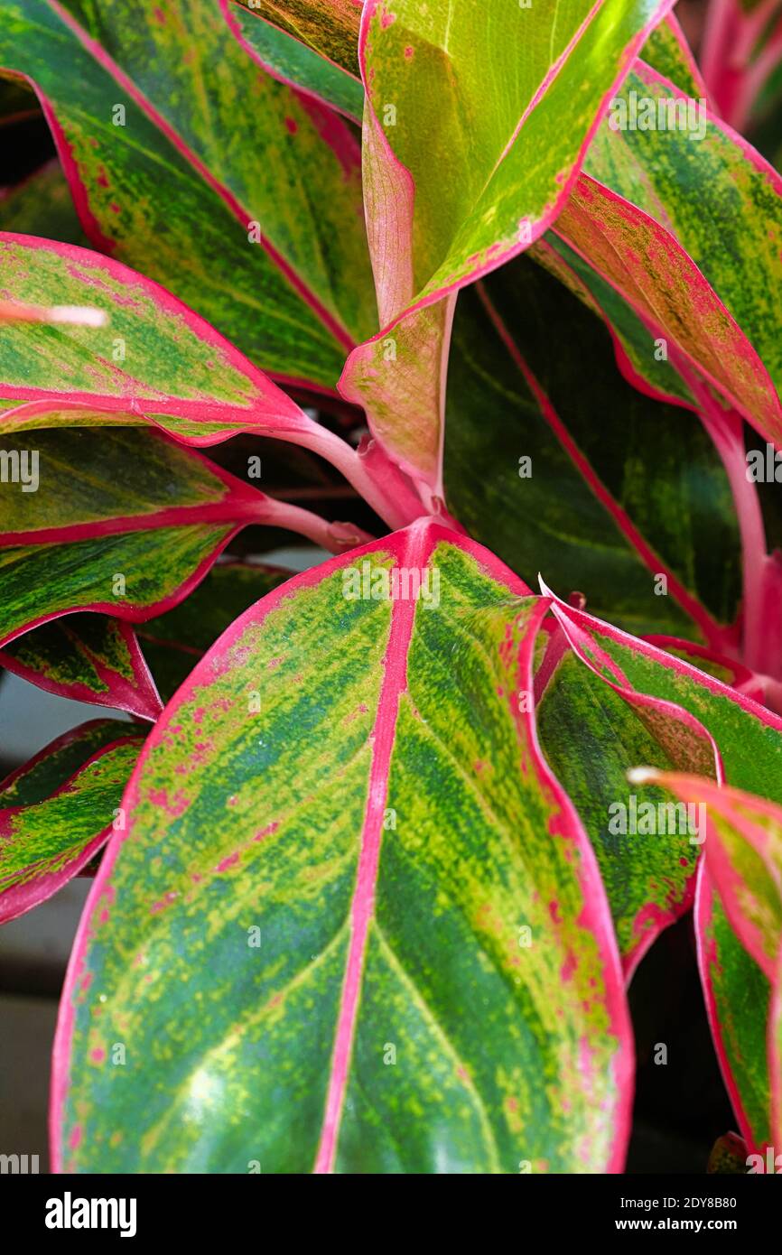 A vertical of the a pink and green colors on an aglaonema plant. Stock Photo